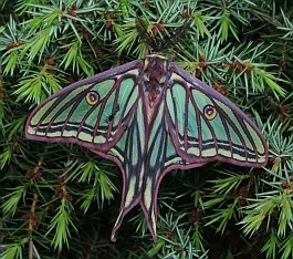 Spanish Moon Moth – Actias isabellae